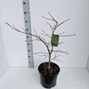 Acer palmatum Dissectum