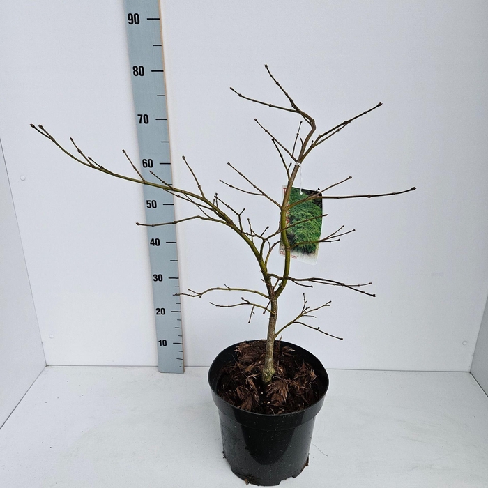 Acer palmatum Dissectum