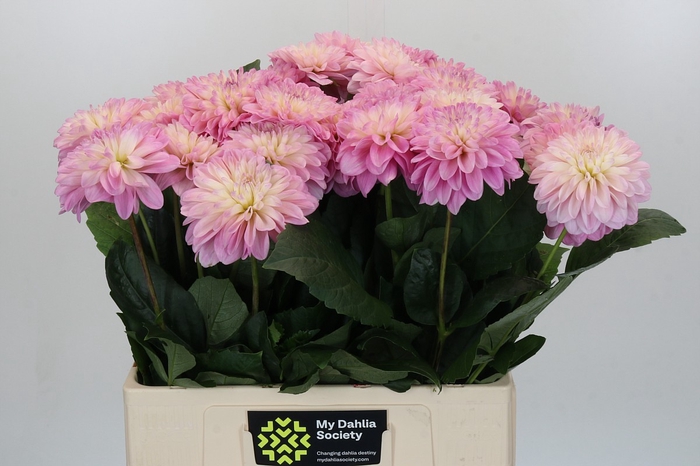 Dahlia Strawberry Ice