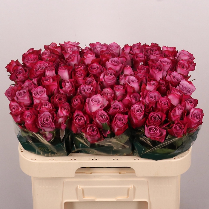 <h4>R GR DEEP PURPLE</h4>