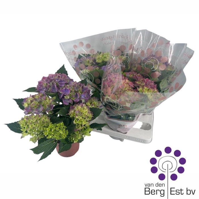 <h4>HYDR M HI OCEAN</h4>