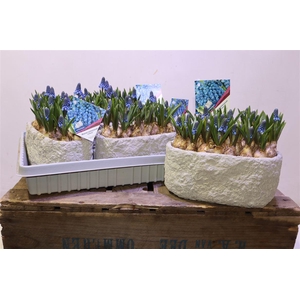 Bloembol Muscari In Betonbakje