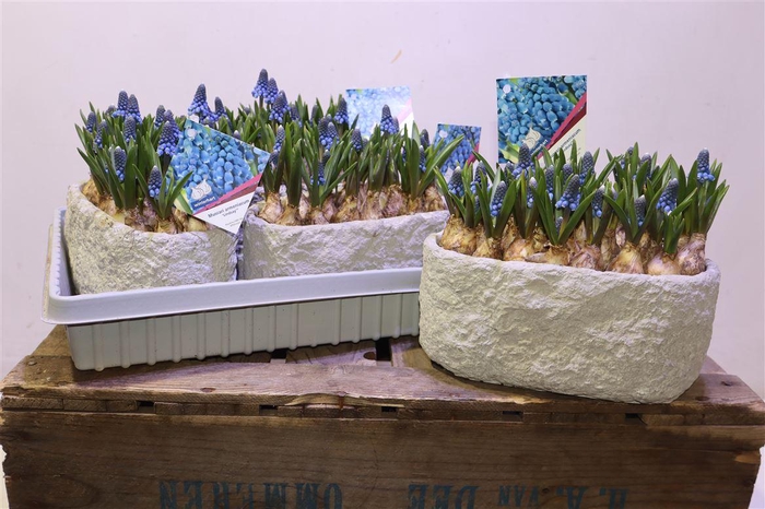 <h4>Bloembol Muscari In Betonbakje</h4>