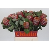 Banksia Coccinea