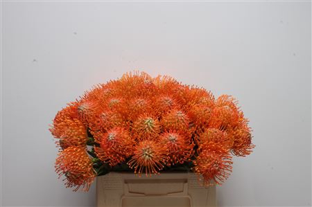 <h4>Leuco Ayoba Orange</h4>