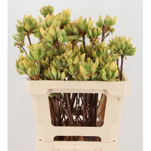 RHODODENDRON