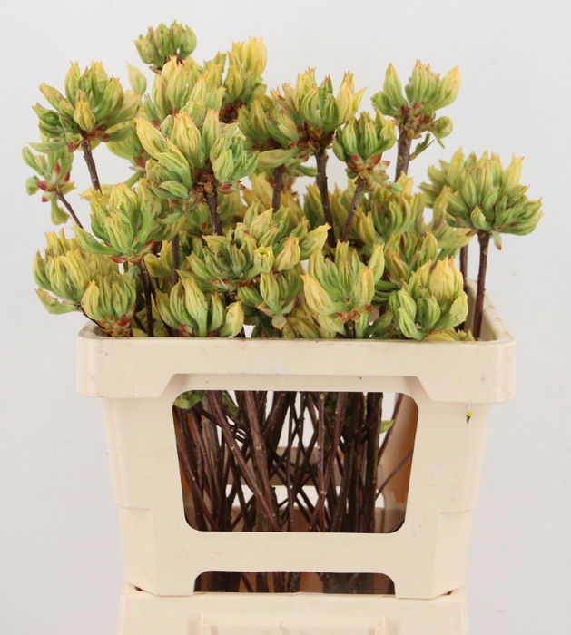 <h4>RHODODENDRON</h4>