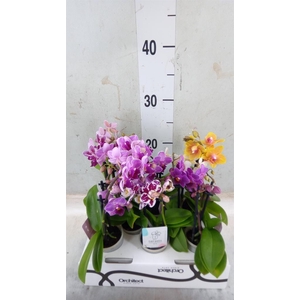 Phalaenopsis   ...mini