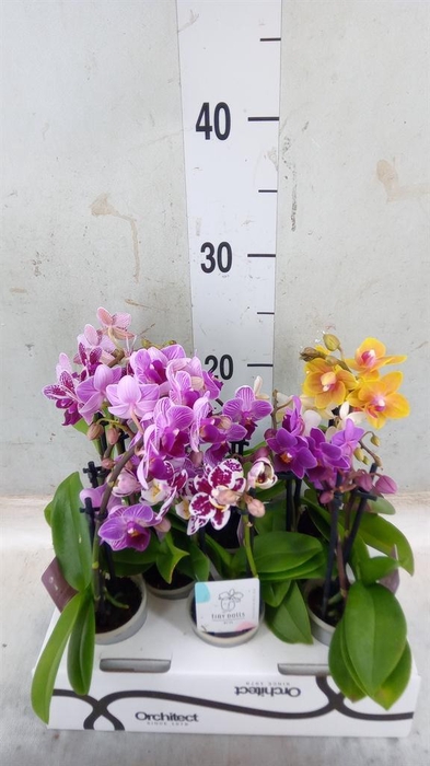 <h4>Phalaenopsis ...mini</h4>