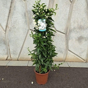 Solanum jasminoides