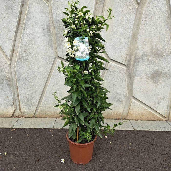 <h4>Solanum jasminoides</h4>