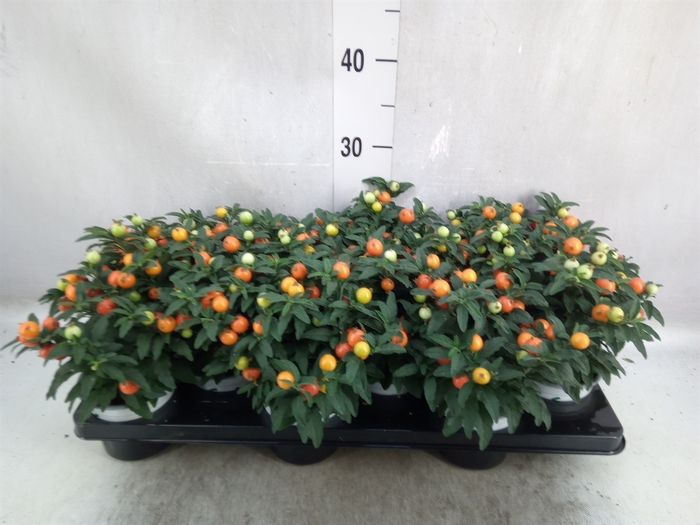 <h4>Solanum pseudocapsicum</h4>