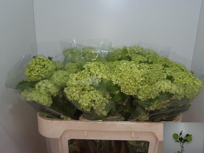 <h4>VIBURNUM ROSEUM ST</h4>