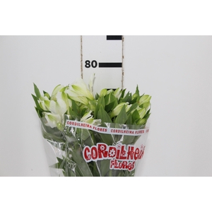 ALSTROEMERIA MISTRAL 080 CM