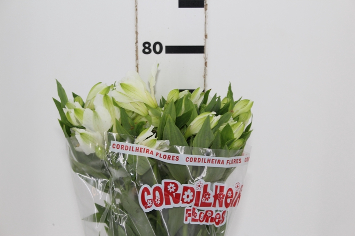 <h4>ALSTROEMERIA MISTRAL 080 CM</h4>
