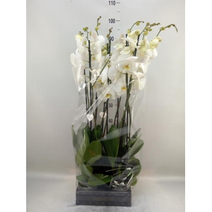 Phalaenopsis   ...white
