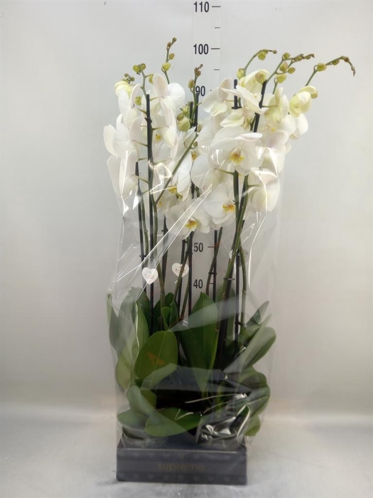 <h4>Phalaenopsis   ...white</h4>