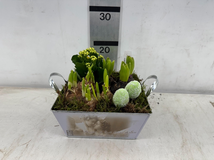 <h4>ARR BOL KNOLGEWAS</h4>