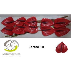 ANTH A  CERATO