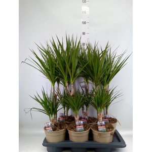Dracaena marg.