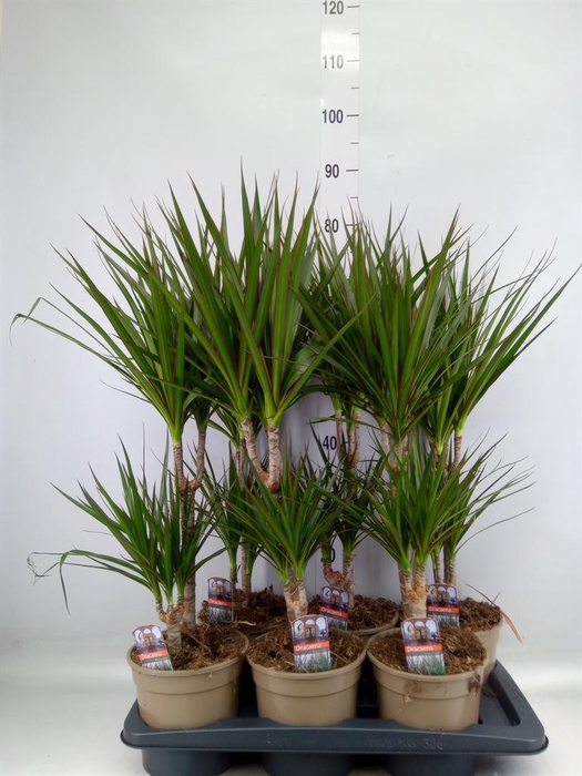 <h4>Dracaena marg.</h4>