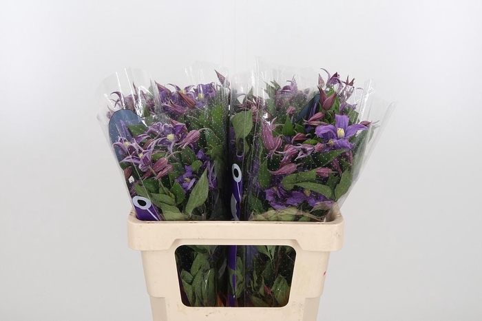 <h4>Clem Amazing Rome</h4>