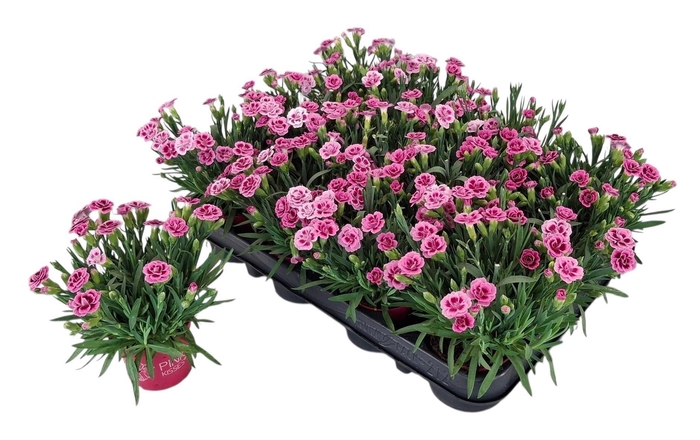 <h4>DIAN DI PINK KISSES</h4>