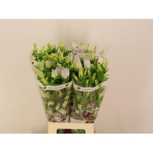 CAMP M CHAMPION LAVE