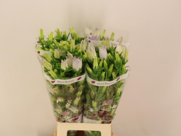 <h4>CAMP M CHAMPION LAVE</h4>