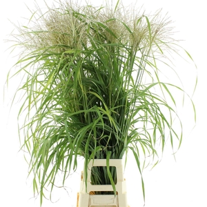 Miscanthus Rogier Gold