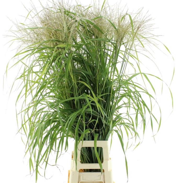 <h4>Miscanthus Rogier Gold</h4>