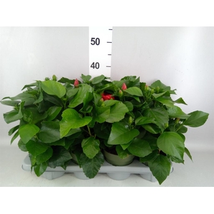Hibiscus rosa-sin.   ...