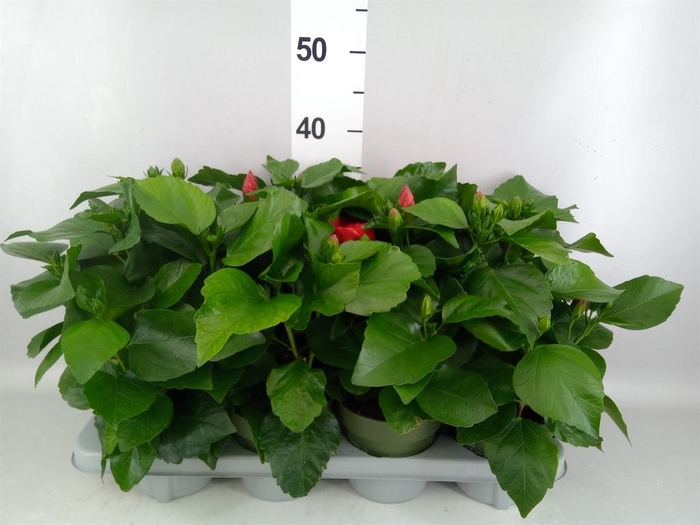 <h4>Hibiscus rosa-sin.   ...</h4>