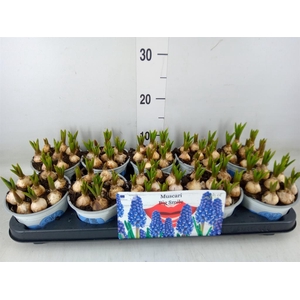 Muscari  'Big Smile'