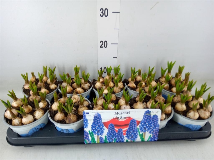 <h4>Muscari  'Big Smile'</h4>