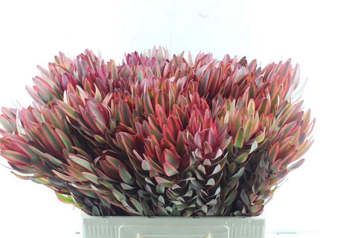 <h4>Leucad Jester</h4>