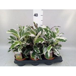 Calathea  'Fusion White'