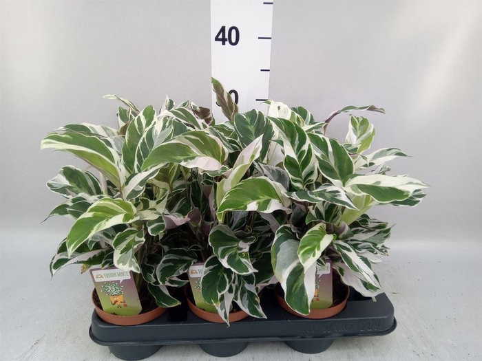<h4>Calathea  'Fusion White'</h4>