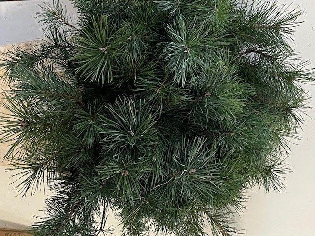 <h4>PINUS ALASKA#</h4>
