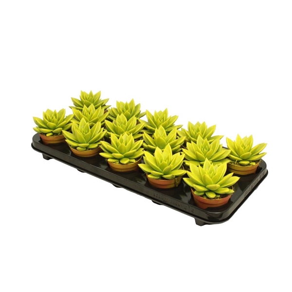 <h4>Echeveria coloured yellow</h4>