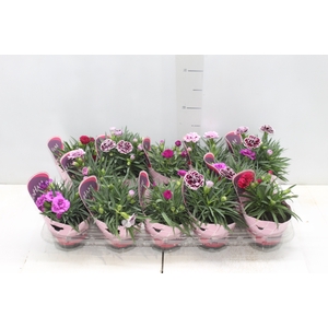 DIANTHUS DOBRADO P11