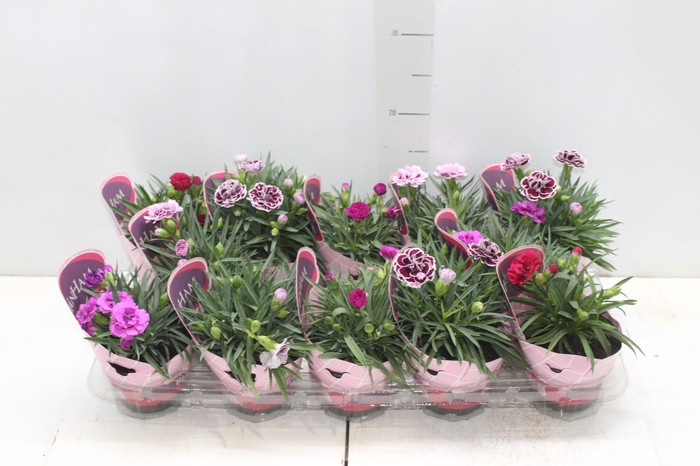 <h4>DIANTHUS DOBRADO P11</h4>