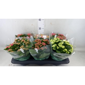 Kalanchoe blos. 'Rosalina'  ..mix 4