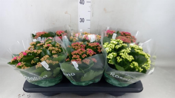 <h4>Kalanchoe blos. 'Rosalina' ..mix 4</h4>