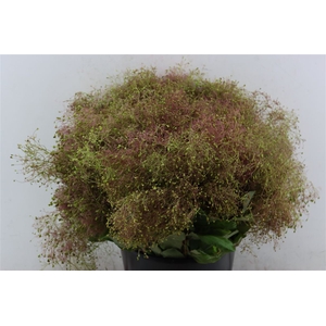 Cotinus Pruik P Bunch