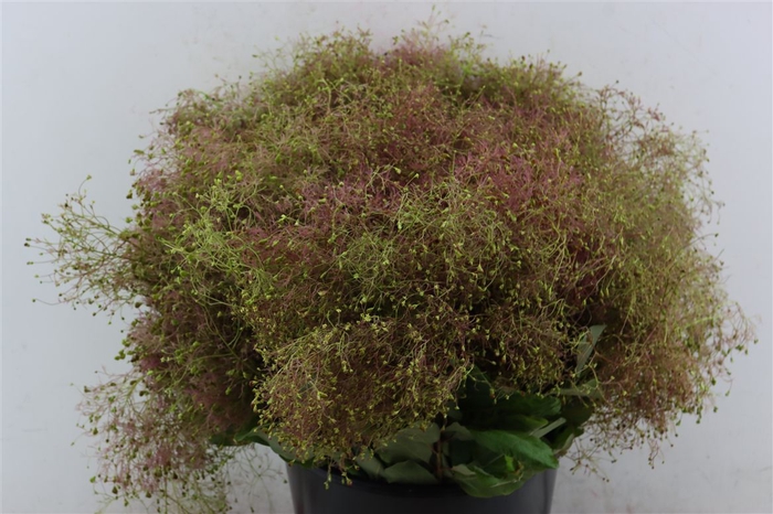 <h4>Cotinus Pruik P Bunch</h4>