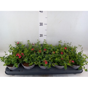 Diascia  'Piccadilly Red'