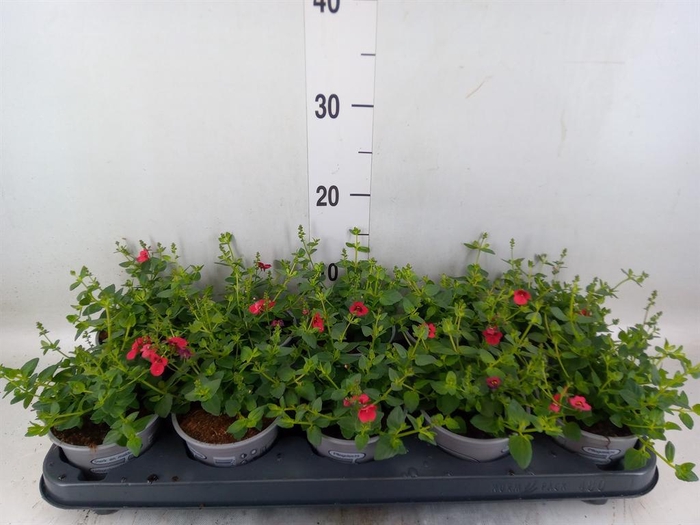 <h4>Diascia  'Piccadilly Red'</h4>