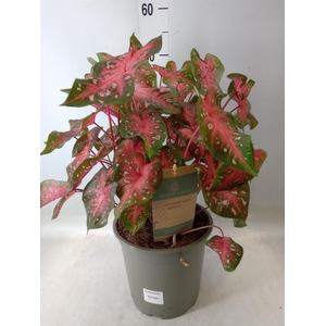 Caladium   ...