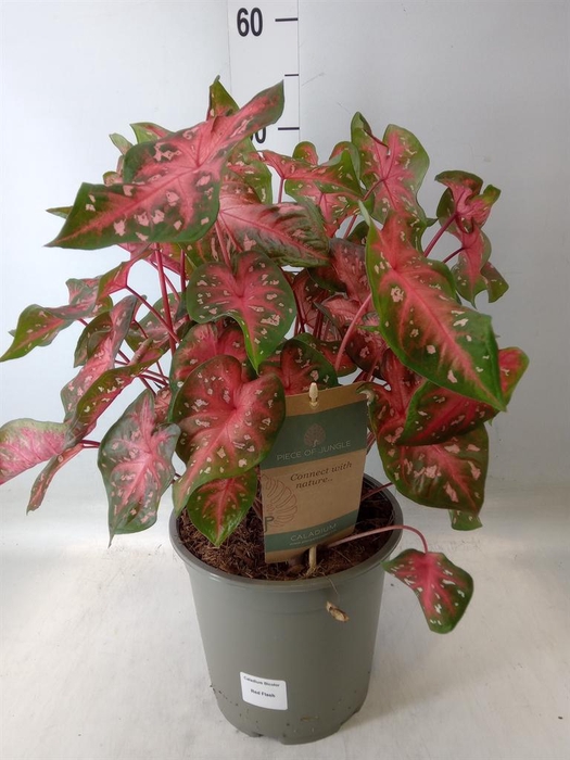 <h4>Caladium   ...</h4>